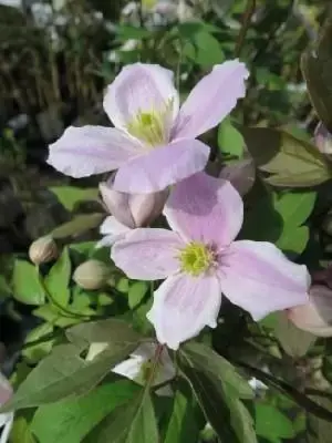 CLEMATIS montana 'Tetrarose'