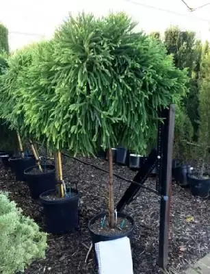 CRYPTOMERIA japonica 'Globosa Nana'