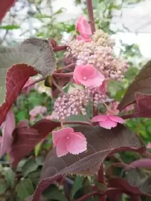 HYDRANGEA aspera 'Hot Chocolate'