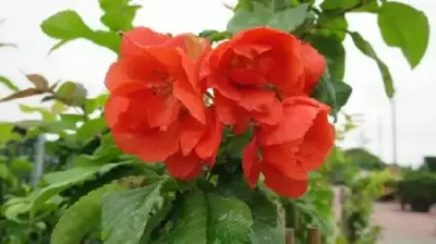 CHAENOMELES speciosa 'Mango Storm'