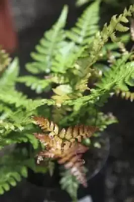 DRYOPTERIS erythrosora 'Brilliance'