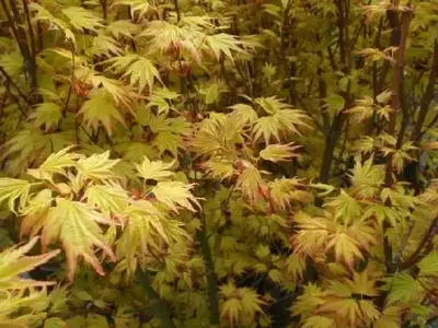 ACER palmatum 'Orange Dream' - image 7