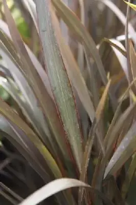 PHORMIUM 'Bronze Baby'