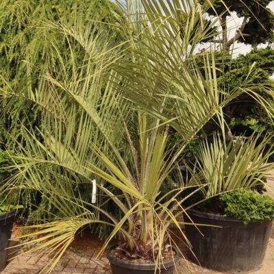BUTIA capitata