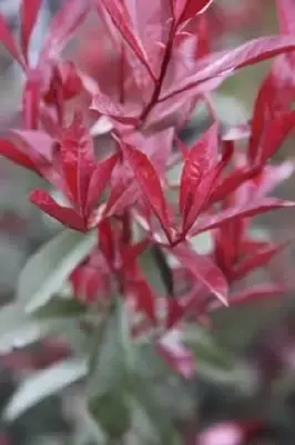 PHOTINIA x fraseri 'Carre Rouge' - image 1