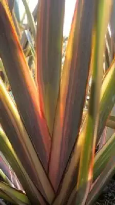 PHORMIUM 'Sundowner'