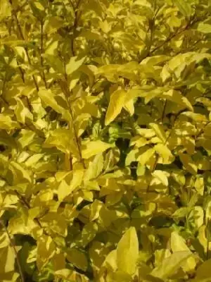 LIGUSTRUM undulatum 'Lemon Lime & Clippers'