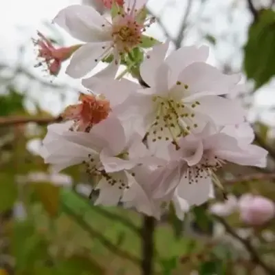 PRUNUS subhirtella 'Autumnalis'