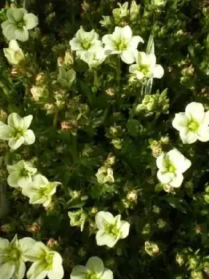 SAXIFRAGA 'Touran Lime Green'