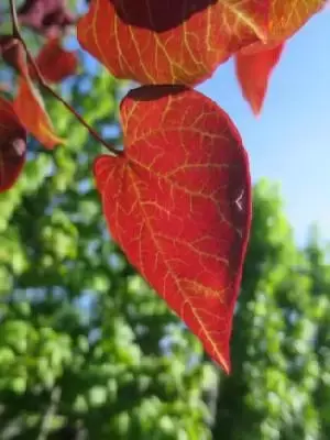 CERCIS canadensis 'Forest Pansy'