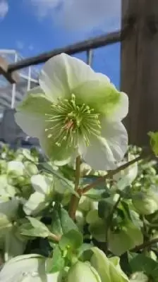 HELLEBORUS x hybridus 'Molly's White'