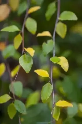 BETULA nigra 'Summer Cascade' - image 2