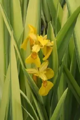 IRIS pseudacorus 'Variegata'