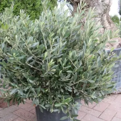 OLEA europaea