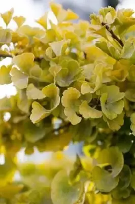 GINKGO biloba 'Mariken' - image 3