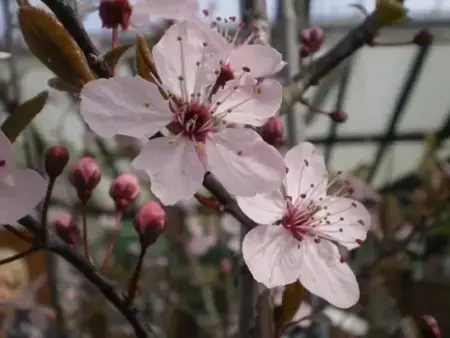 PRUNUS cerasifera 'Pissardii' - image 1