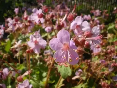 GERANIUM macrorrhizum 'Ingwersens Variety'