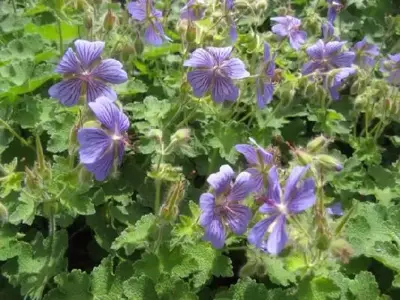 GERANIUM 'Philippe Vapelle'