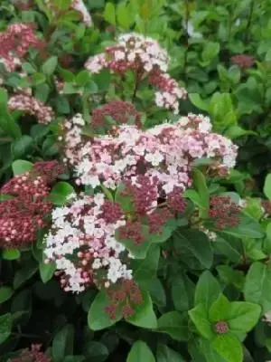 VIBURNUM tinus 'Lisarose'