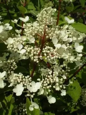 HYDRANGEA paniculata 'Wim's Red'