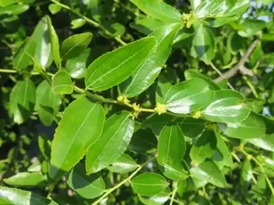 ZIZIPHUS sativa