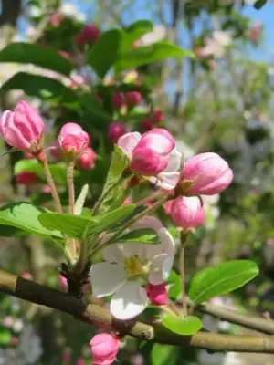 MALUS x robusta 'Red Sentinel' - image 5