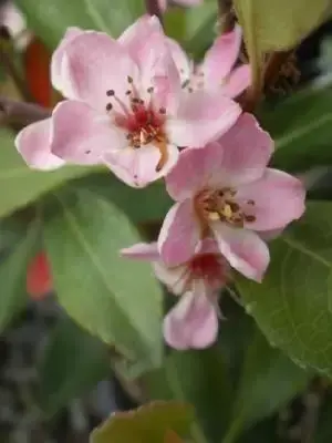 RHAPHIOLEPIS indica 'Springtime' - image 2