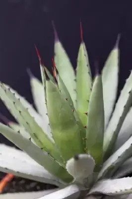 AGAVE macroacantha - image 2