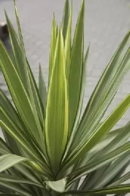 YUCCA elephantipes 'Jewel'