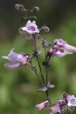 PENSTEMON 'Dark Towers' - image 3