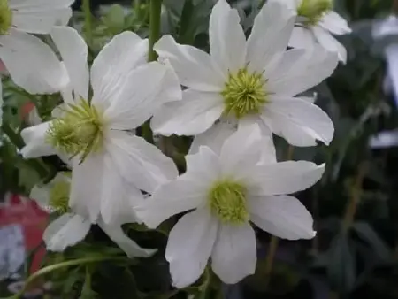 CLEMATIS x cartmanii 'Early Sensation'