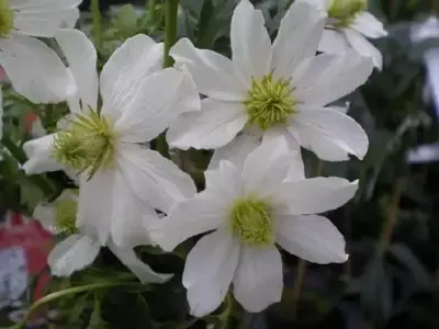 CLEMATIS x cartmanii 'Early Sensation'