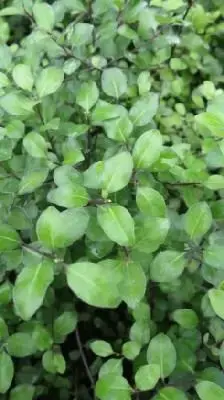 PITTOSPORUM tenuifolium 'Cratus'