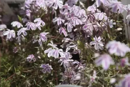 PHLOX subulata 'Candy Stripe'