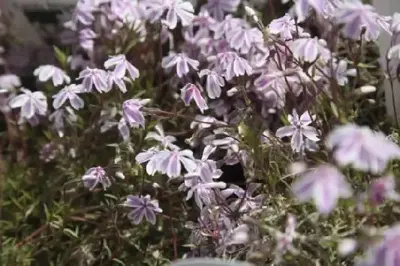 PHLOX subulata 'Candy Stripe'