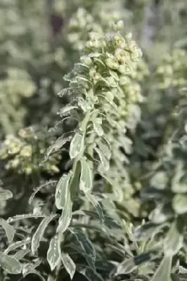 EUPHORBIA characias 'Silver Edge'