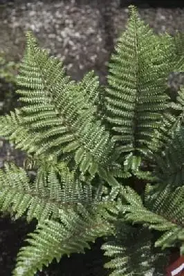 POLYSTICHUM polyblepharum