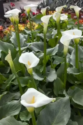 ZANTEDESCHIA aethiopica mixed colours