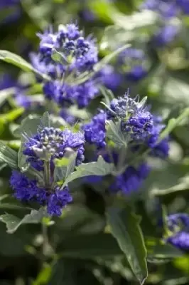 CARYOPTERIS x clandonensis 'Grand Bleu'