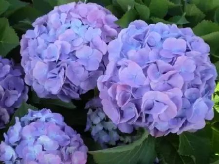 HYDRANGEA macrophylla 'Forever & Ever Blue'