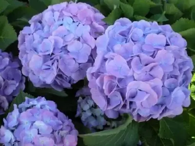 HYDRANGEA macrophylla 'Forever & Ever Blue'