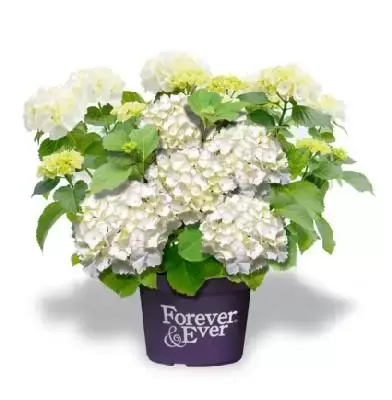 HYDRANGEA macrophylla 'Forever & Ever White'