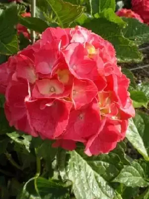 HYDRANGEA macrophylla 'Forever & Ever Red'