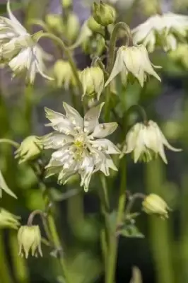 AQUILEGIA vulgaris stellata 'White Barlow'