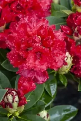 RHODODENDRON 'Red Jack'