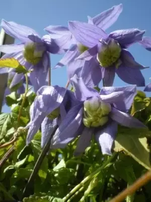 CLEMATIS alpina 'Francis Rivis'