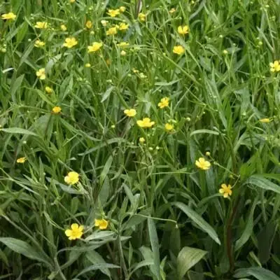 RANUNCULUS flammula - image 2