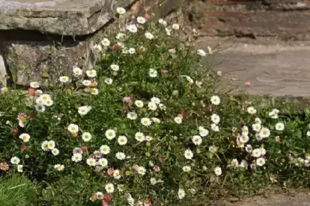 ERIGERON karvinskianus