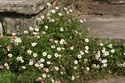 ERIGERON karvinskianus