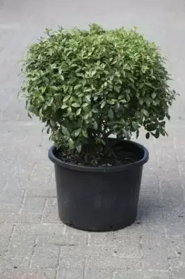 PITTOSPORUM tenuifolium 'Golf Ball'